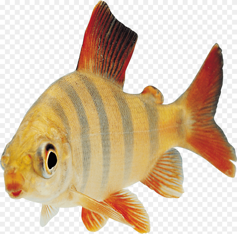 Animals Fish, Animal, Sea Life, Perch Free Png