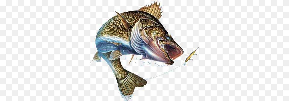 Animals For Walleye Fishing Logos Walleye Fishing Logo, Animal, Fish, Sea Life, Perch Free Transparent Png