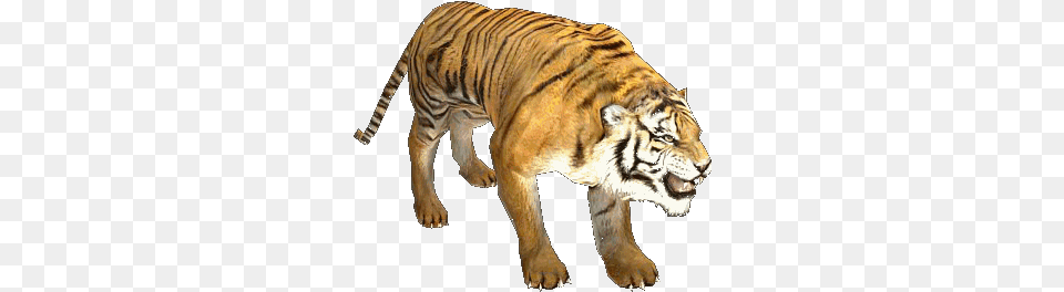 Animals Friends Cat Gif Chibi Drawings Tiger Gif Transparent Background, Animal, Mammal, Wildlife Free Png