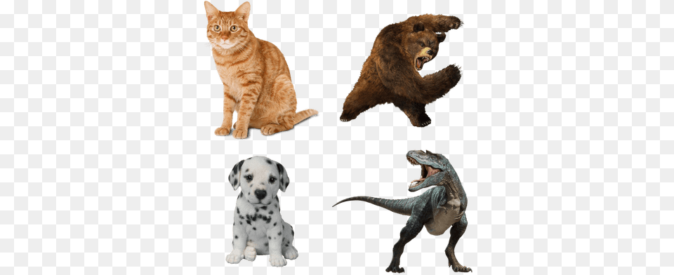 Animals Fully Automatic Assault Meme, Animal, Mammal, Wildlife, Bear Png