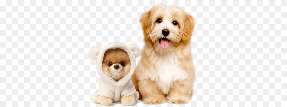 Animals Games Fest Gund Itty Bitty Boo World39s Cutest Dog, Animal, Canine, Mammal, Pet Png Image