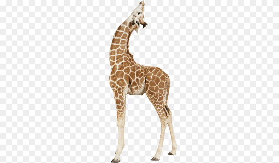 Animals Giraffes Giraffe With Background, Animal, Mammal, Wildlife Png