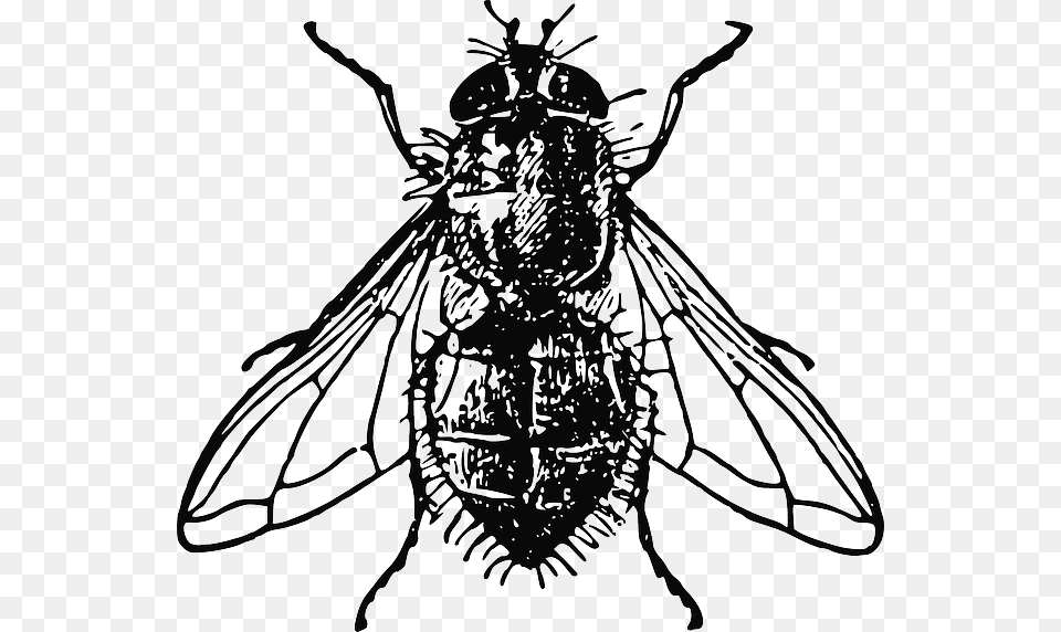 Animals House Black Drawing White Cartoon Bugs House Fly Illustration, Animal, Insect, Invertebrate, Bee Free Transparent Png