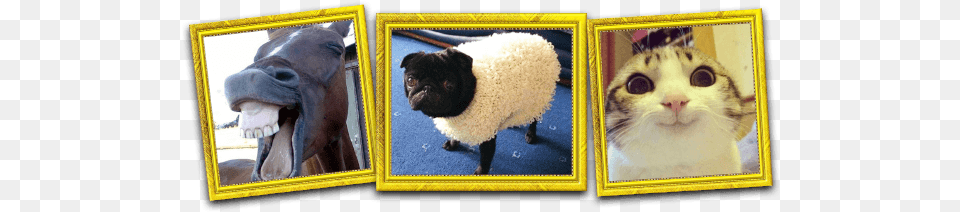 Animals Sheep, Art, Collage, Animal, Cat Png Image