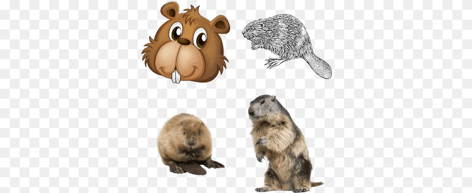 Animals Images Beaver, Animal, Mammal, Rodent, Wildlife Png Image