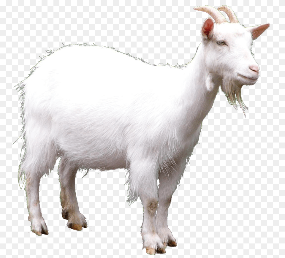 Animals Images Goat Livestock, Animal, Mammal, Sheep Free Transparent Png