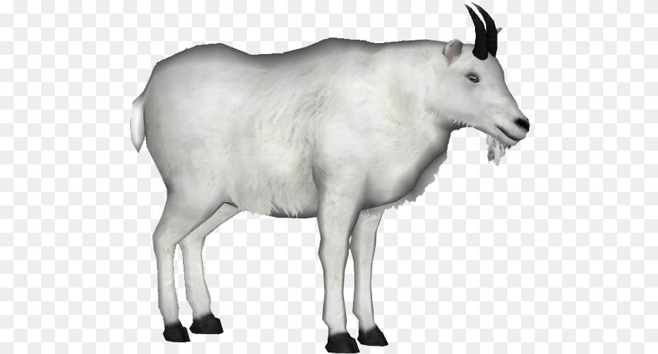 Animals Images Mart Mountain Goat White Background, Livestock, Animal, Mammal, Cattle Free Png