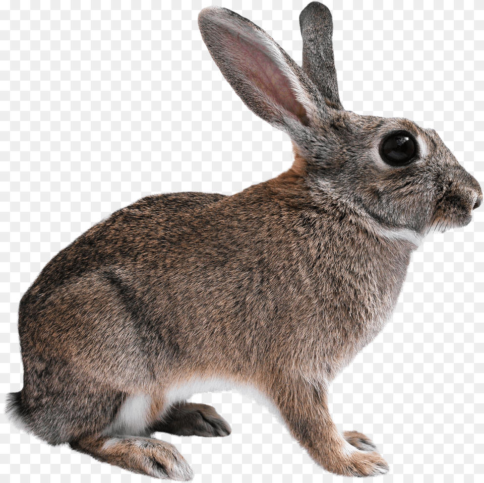 Animals Images Bunny, Animal, Mammal, Rabbit, Rat Free Transparent Png