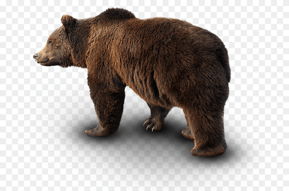 Animals In Their Natural Environment Wild Animal Hd Wild Animal Hd, Bear, Mammal, Wildlife, Brown Bear Png