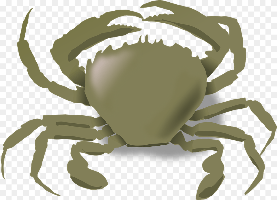 Animals Live In Water And Land, Animal, Crab, Food, Invertebrate Png