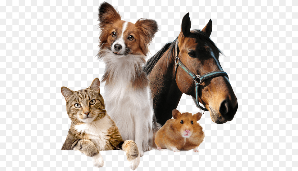 Animals Made With Your Dog Or Cat Hair Key Chain Ornament, Animal, Canine, Mammal, Pet Free Png Download
