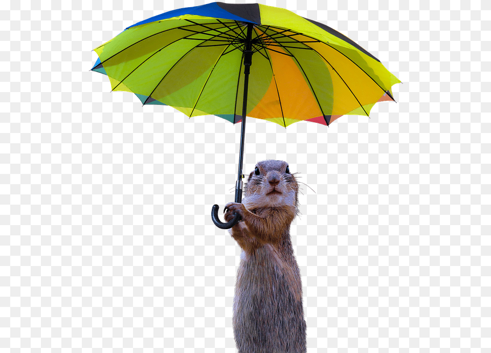 Animals Meerkat Isolated Umbrella Rain Protection Umbrella, Canopy, Animal, Mammal, Rat Free Png
