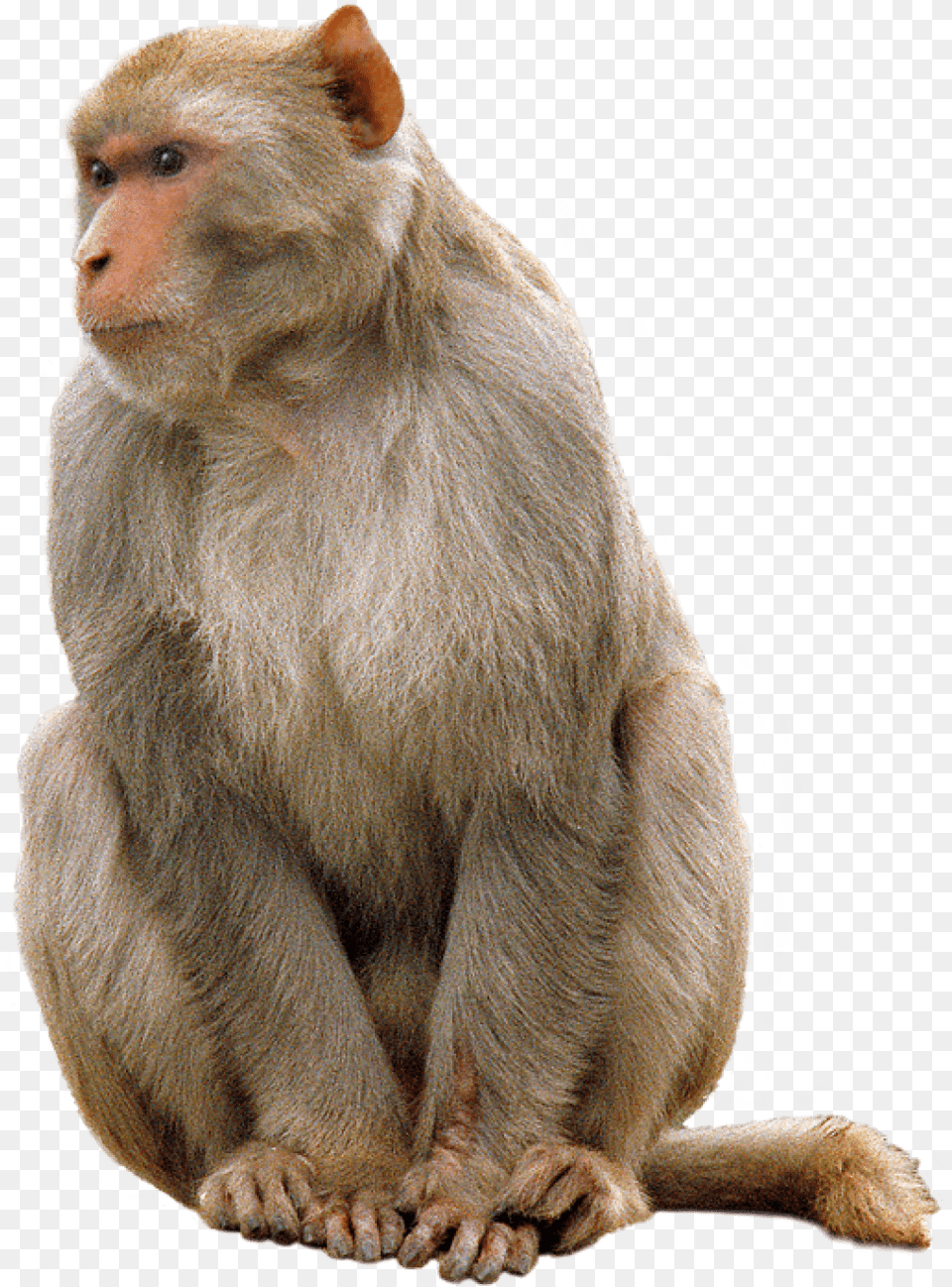 Animals Monkeys Rhesus Monkey Without Background, Animal, Mammal, Wildlife, Baboon Png