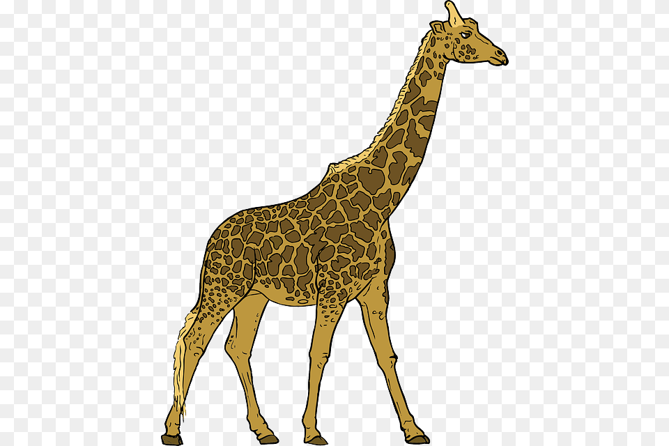 Animals Outline Drawing Cartoon Giraffe Mammal Walking Giraffe Clipart, Animal, Wildlife Free Transparent Png