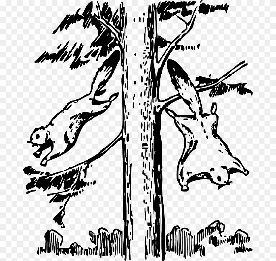 Animals Outline Tree Cartoon Flying Squirrel Animals In Outline To Draw, Stencil, Art, Baby, Person Free Png Download