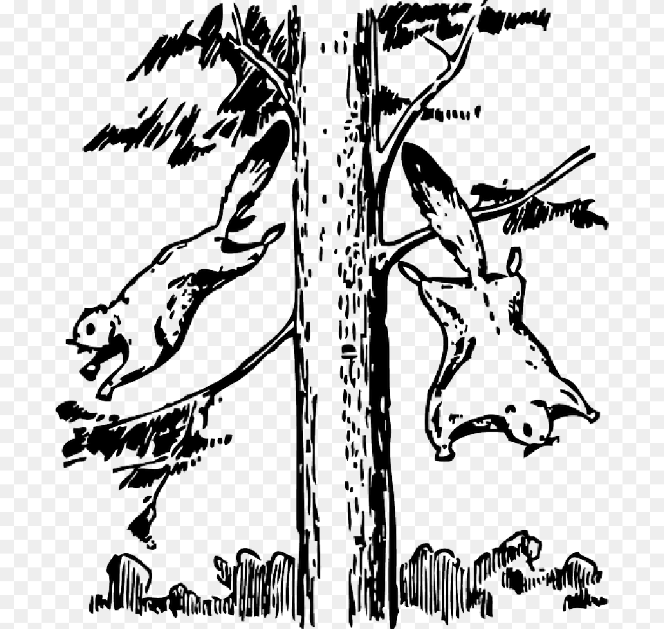 Animals Outline Tree Cartoon Flying Squirrel Flying Squirrel Clipart Black And White, Stencil, Art, Baby, Person Png Image