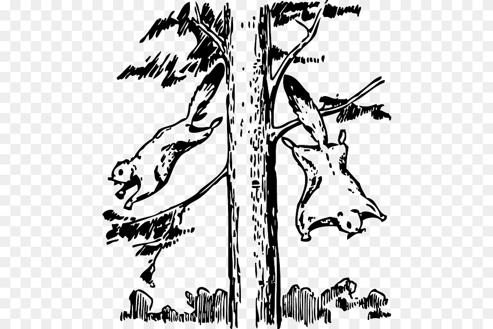 Animals Outline Tree Cartoon Flying Squirrel Flying Squirrels To Draw, Stencil, Art, Animal, Dinosaur Free Png