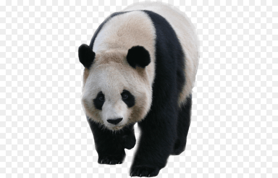 Animals Pandas Panda Transparent Background Transparent Panda, Animal, Bear, Giant Panda, Mammal Free Png
