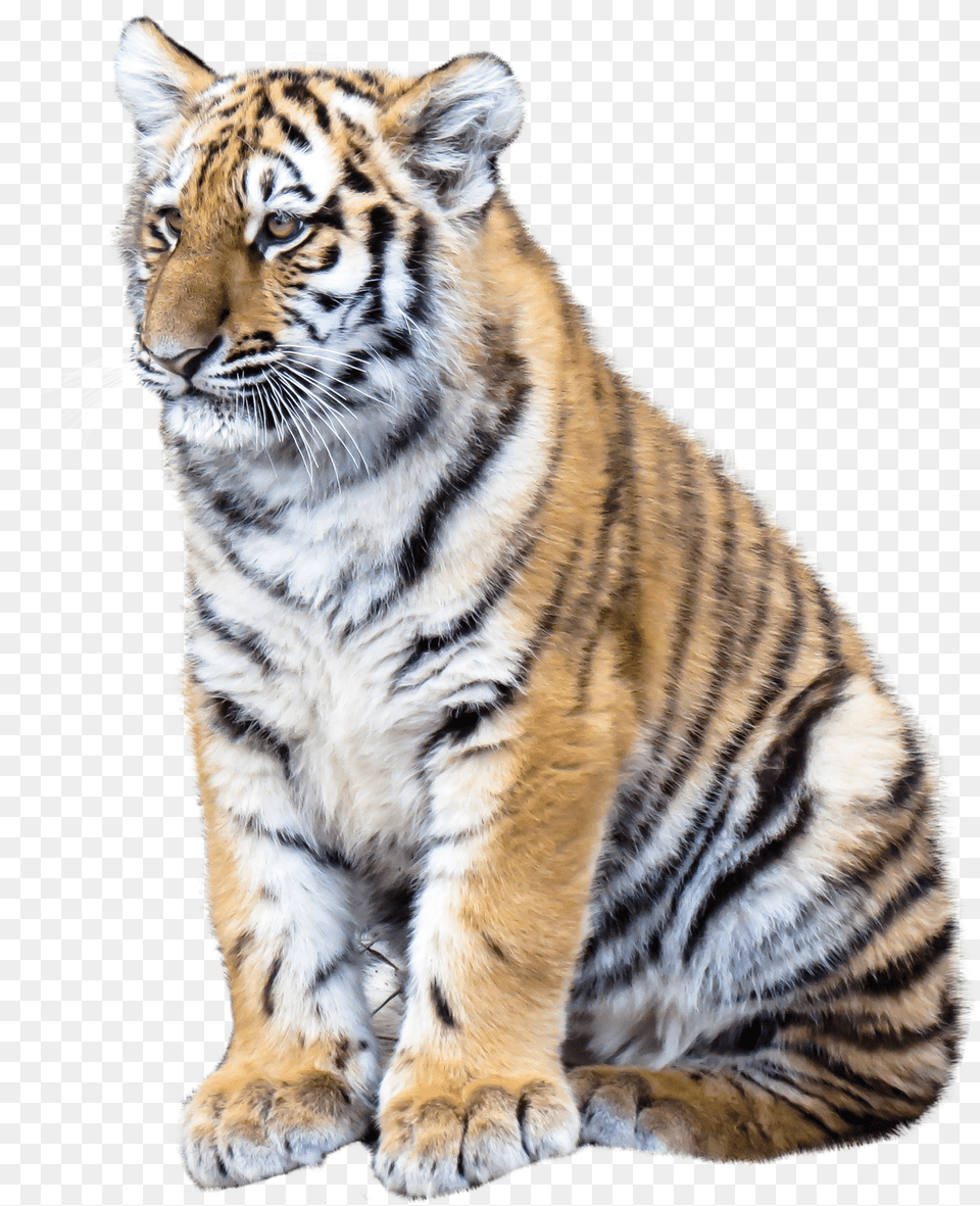 Animals Pngpix Tiger, Animal, Mammal, Wildlife Png Image