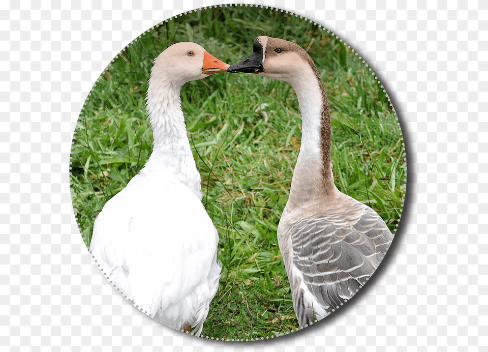 Animals Poultry Isolated Hewan Unggas, Animal, Bird, Goose, Waterfowl Free Png