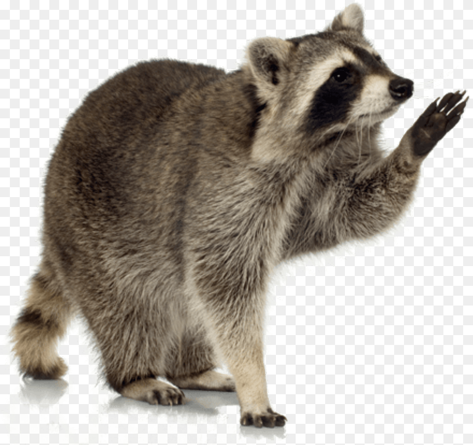 Animals Raccoons Raccoon Transparent, Animal, Bear, Mammal, Wildlife Png