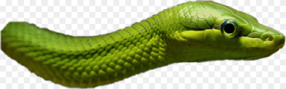 Animals Reptile Snake Green Western Green Mamba, Animal, Green Snake Free Png