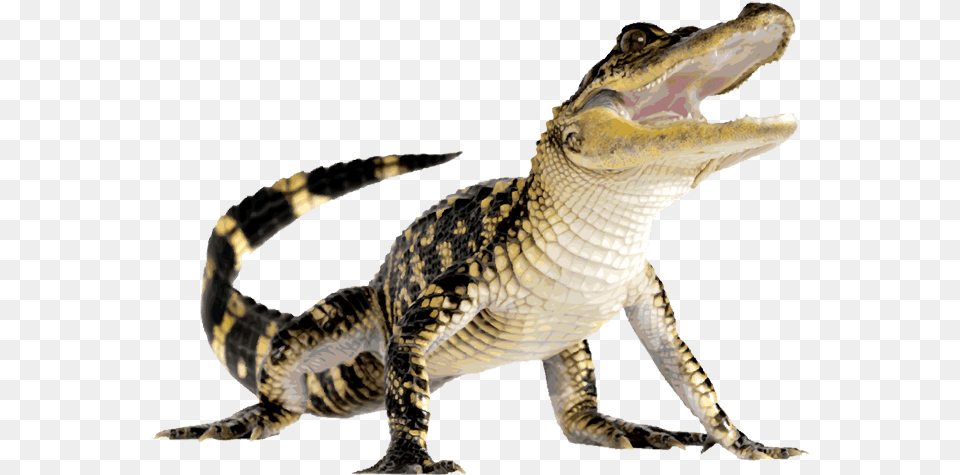 Animals Reptiles Alligator, Animal, Lizard, Reptile, Crocodile Free Transparent Png