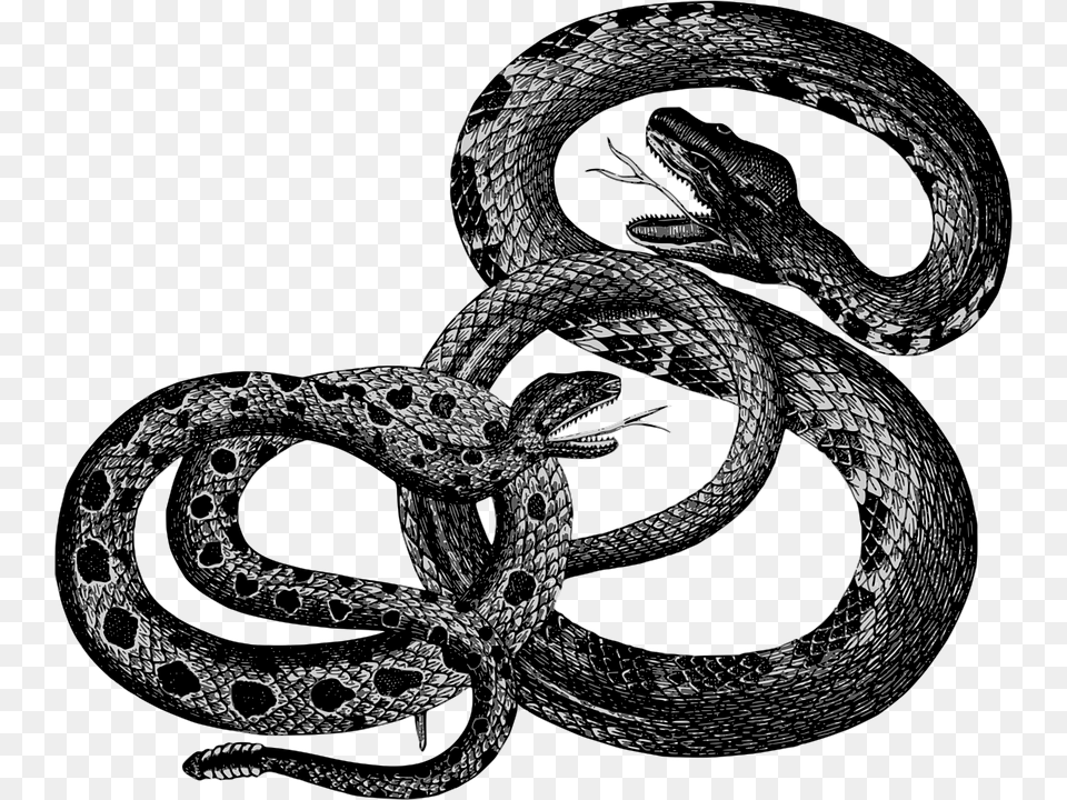 Animals Reptiles Snakes Vintage Snakes Vintage, Animal, Reptile, Snake Png