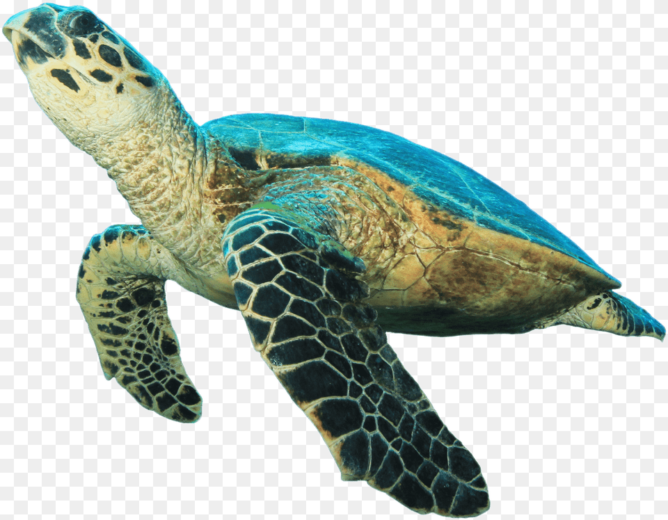 Animals Sea Turtle No Background, Animal, Reptile, Sea Life, Sea Turtle Free Transparent Png