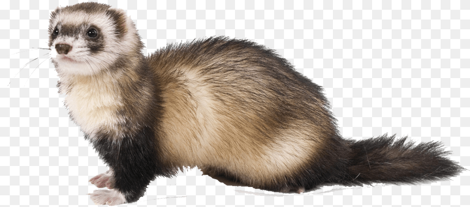 Animals Should Be Named, Animal, Mammal, Rat, Rodent Free Png