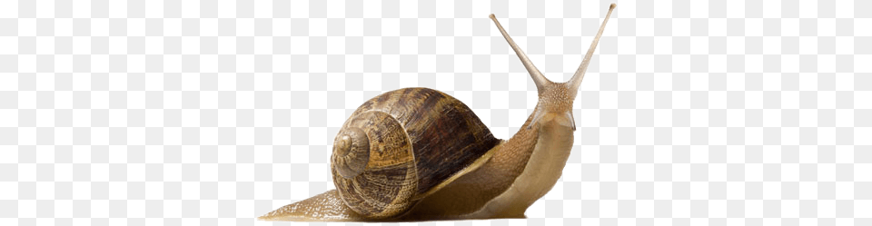 Animals Snails Snail, Animal, Invertebrate, Insect Png