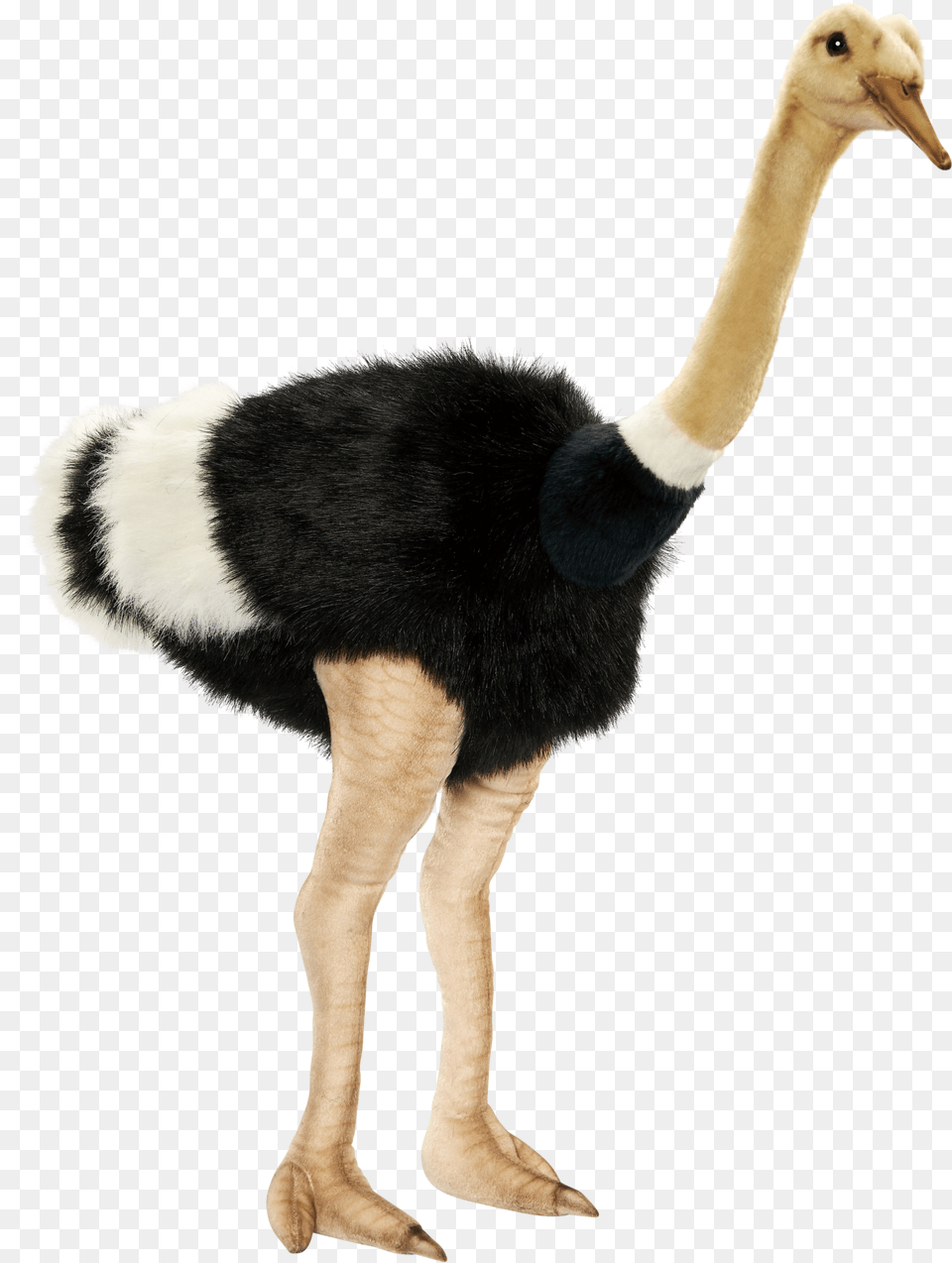 Animals That Are Transparent Background, Animal, Bird, Ostrich, Mammal Png Image