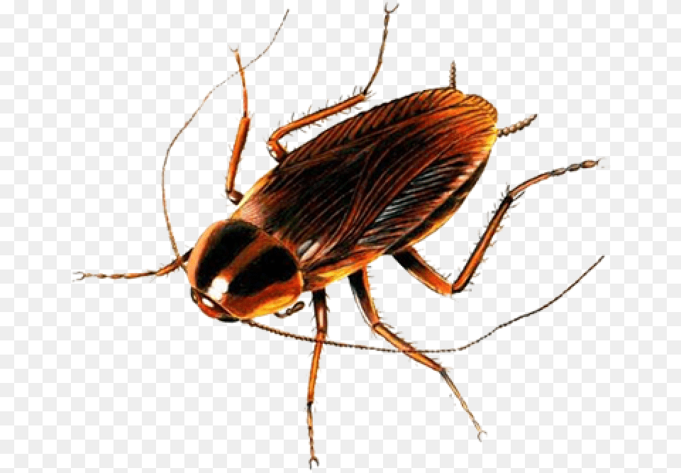 Animals That Breathe Through Spiracles, Animal, Insect, Invertebrate, Cockroach Free Png