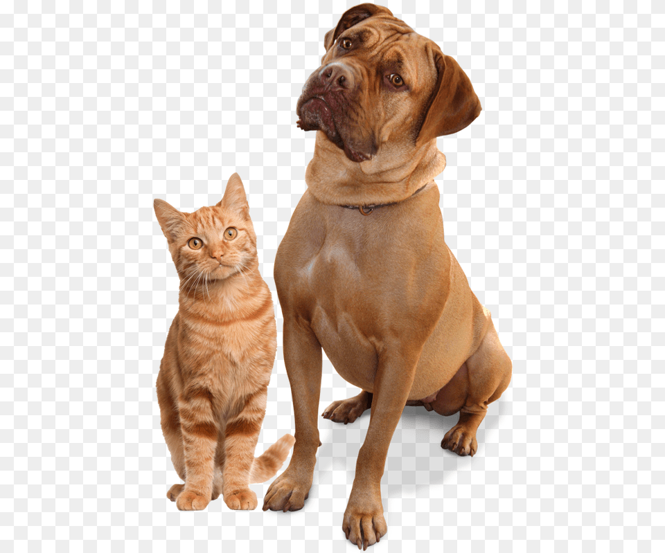 Animals That Can Walk, Animal, Canine, Dog, Mammal Free Png Download