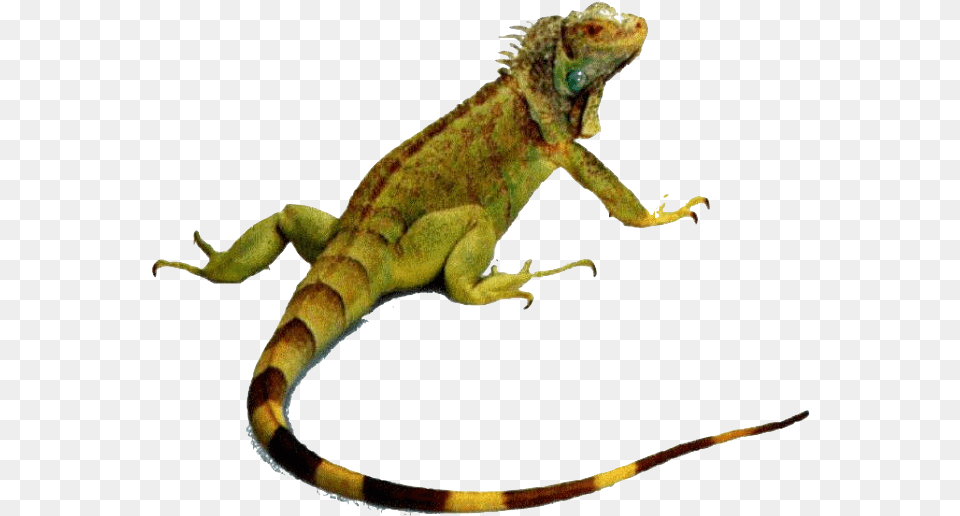 Animals That Crawl, Animal, Iguana, Lizard, Reptile Free Png
