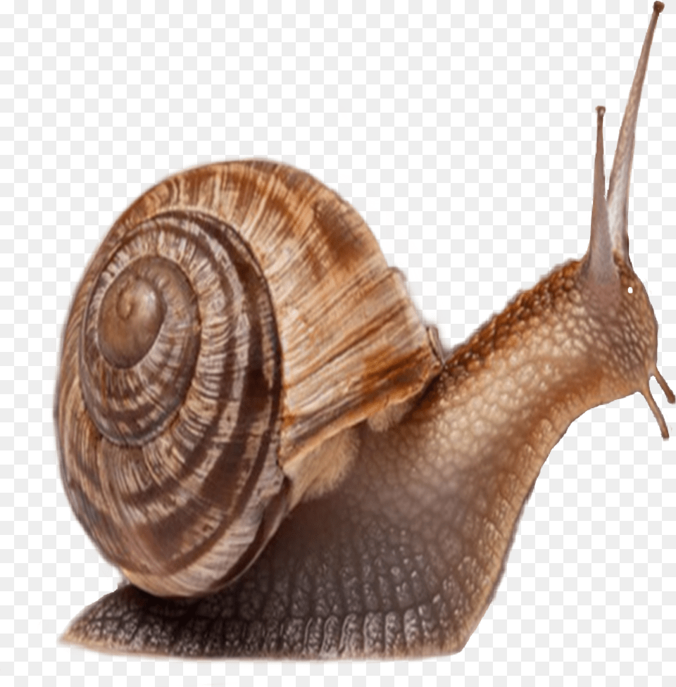 Animals That Has Shell, Animal, Insect, Invertebrate, Snail Png Image