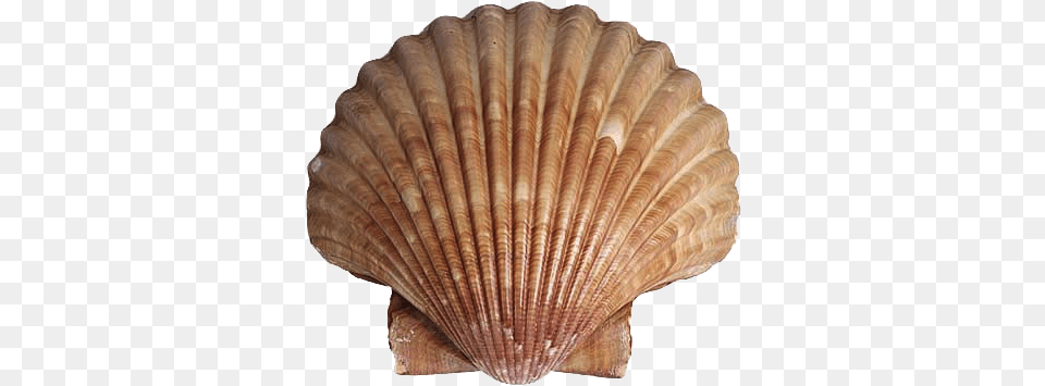 Animals That Have Shell Scallop Shell, Animal, Clam, Food, Invertebrate Free Png Download