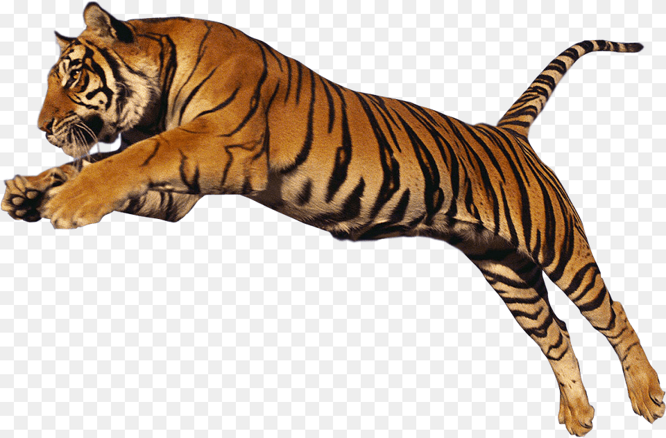 Animals Tigers Big Cats Jumping, Animal, Mammal, Tiger, Wildlife Png Image