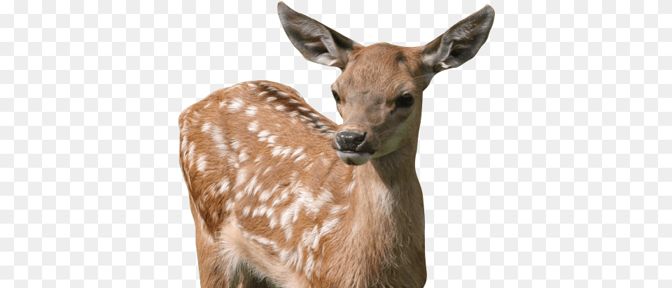 Animals To See And Enjoy From Chickens Baby Deer, Animal, Mammal, Wildlife, Antelope Free Png Download