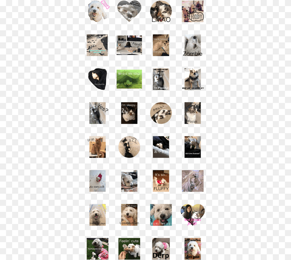 Animals W Memesphrases Line, Collage, Art, Mammal, Animal Free Transparent Png
