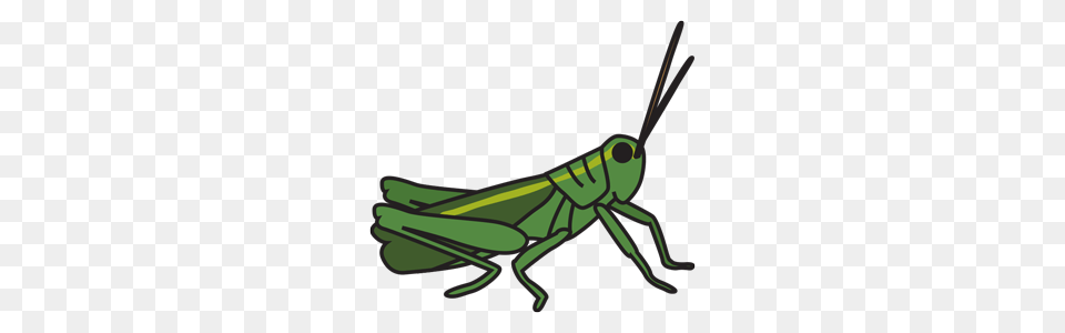 Animals Wildlife Esl Library, Animal, Grasshopper, Insect, Invertebrate Png Image