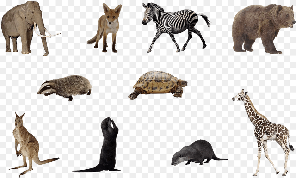 Animals With Background, Animal, Bear, Wildlife, Turtle Png
