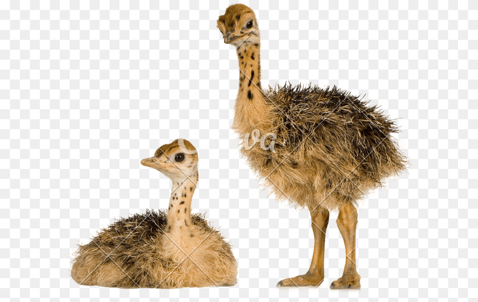 Animals With Backgrounds, Animal, Beak, Bird, Ostrich Free Png