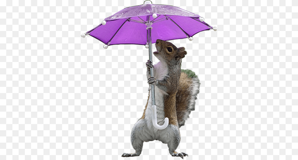 Animalsquirrel Umbrella, Canopy, Animal, Mammal, Rat Png