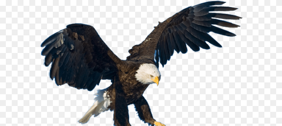 Animaltastic Canopy Piloting, Animal, Bird, Eagle, Bald Eagle Free Png Download