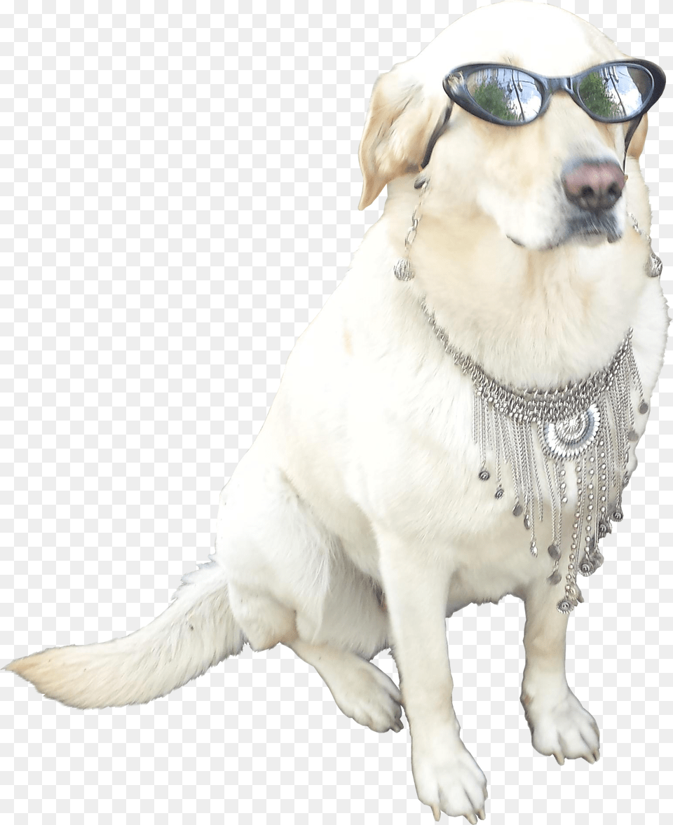 Animalthis Cool Dog With Sunglasses Transparent, Accessories, Canine, Animal, Mammal Free Png