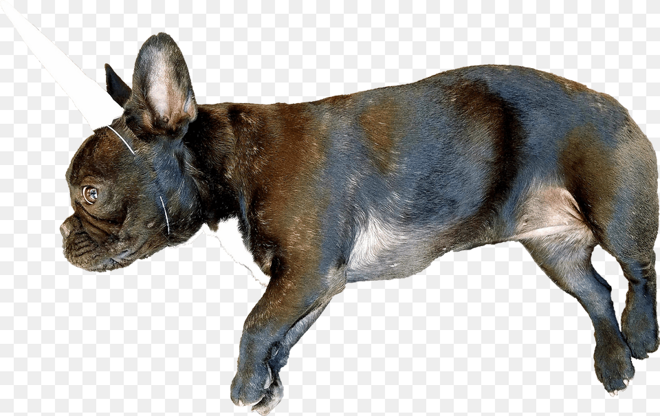Animalthis French Bulldog Puppy With A Unicorn Horn Bull And Terrier, Animal, Canine, Dog, French Bulldog Png