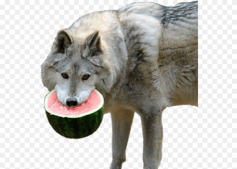 Animalwolf With Half Of A Watermelon Wolf Watermelon, Animal, White Dog, Pet, Mammal Free Transparent Png