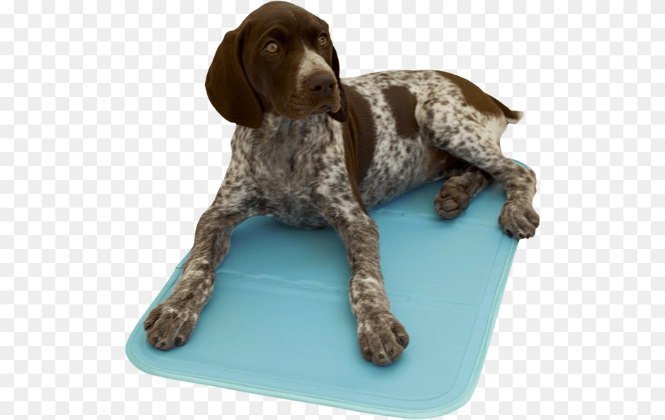 Animatcoolgelmat Animat Cool Gel Mat Chladc Podloka Pro Psy, Animal, Canine, Dog, Mammal Free Png Download