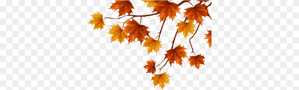 Animated Autumn Leaves Clipart Transparent Autumn Leaf Gif, Maple, Plant, Tree, Maple Leaf Free Png